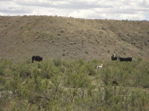 Look at the baby cows!