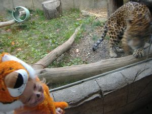 A little tiger watching the leopard.