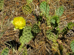 The cacti were blooming! ("No, Pat, no, don't sit on that!")