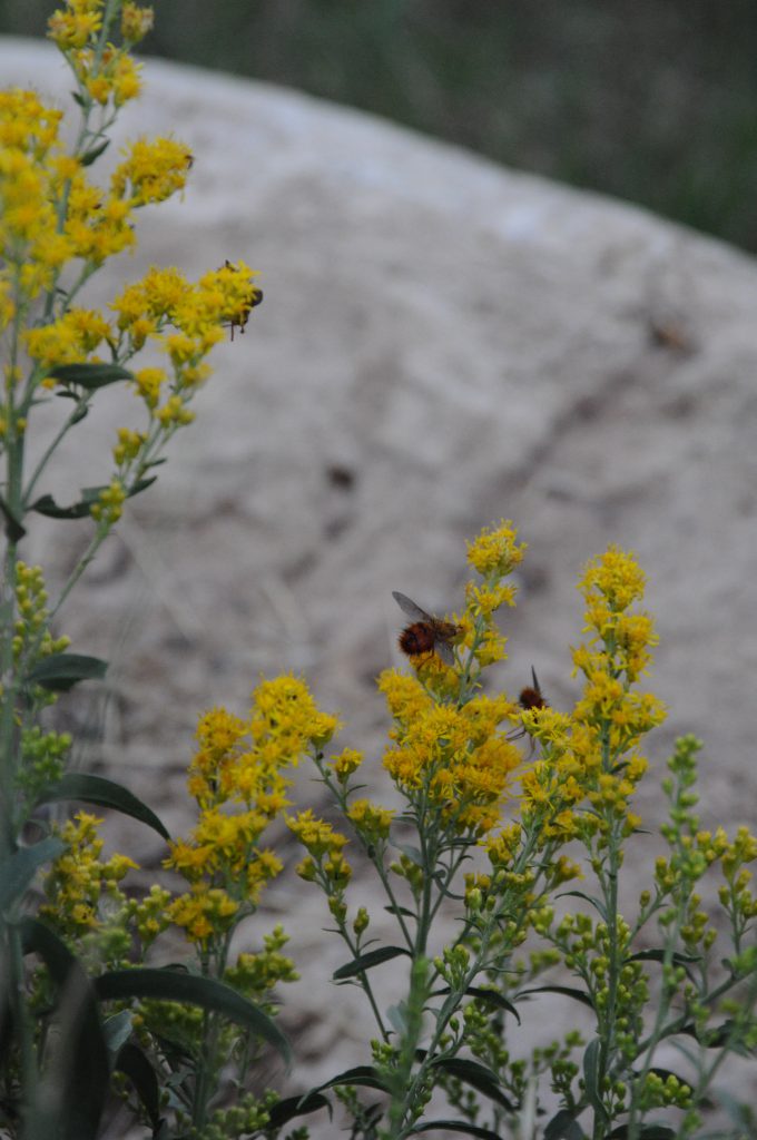 Some cool bees on yellow flowers along the road from Capitol Reef to Bryce.