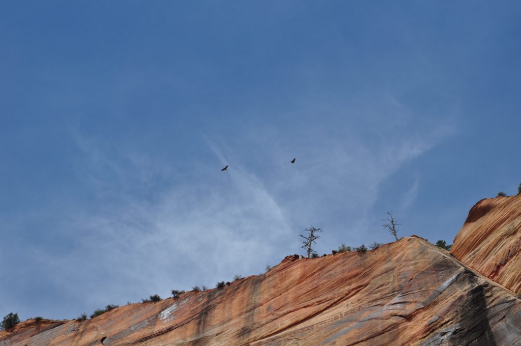 A pair of California Condors winging at least 1000' above us. These things are huge and magnificent. The way they climbed up on the thermals was amazing.