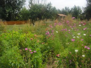 Volunteer flowers brighten up my garden.