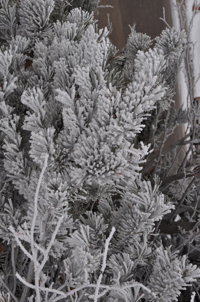 A frosted shrubbery. How Pyhtonesque.