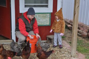 Phoebe didn't let the chickens peck corn from her palm this time. Older and wiser!
