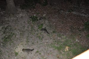 Lots of small raccoons showed up to share our Cheerios.