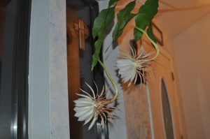 Two blooms at once on our Night-Blooming Cereus.