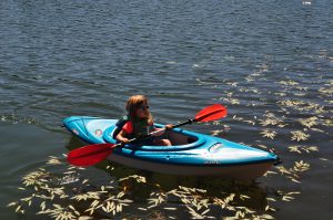 Nice job paddling by yourself, Phoebe!