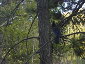 A lovely mountain jay spent plenty of time at our campsite.